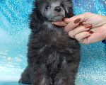 Собаки в Долгопрудном: Той пуделя щенок серый мальчик  ДЖЕНТЛИ БОРН   ИЛЬМИР  Мальчик, 120 000 руб. - фото 1