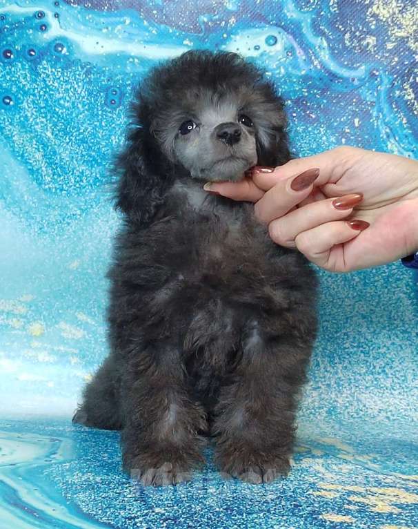 Собаки в Долгопрудном: Той пуделя щенок серый мальчик  ДЖЕНТЛИ БОРН   ИЛЬМИР  Мальчик, 120 000 руб. - фото 1