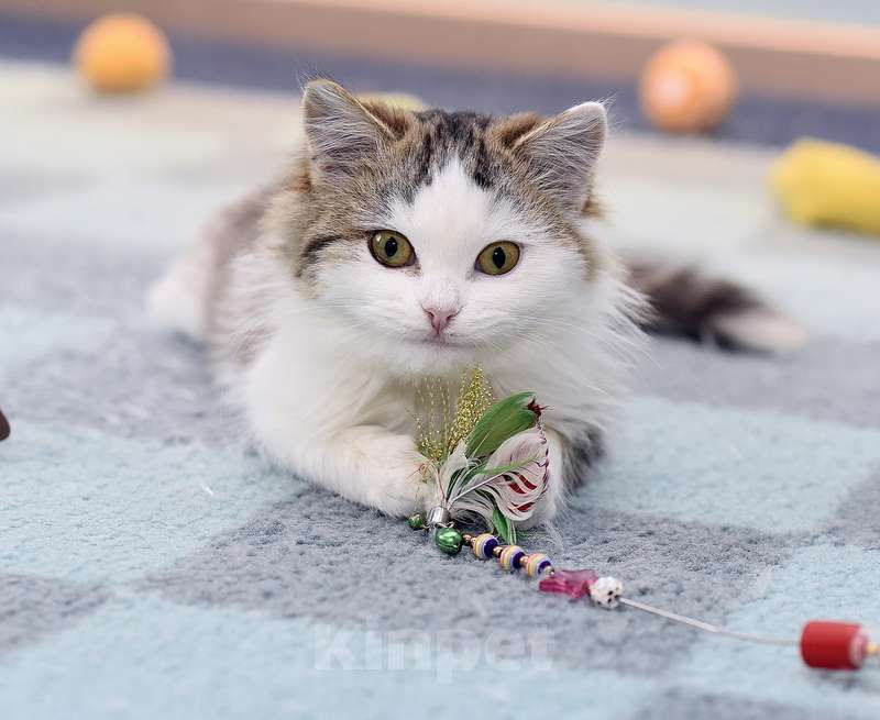 Кошки в Москве: Ласковый и ручной пушистый котенок Котя в добрые руки Мальчик, 1 руб. - фото 3