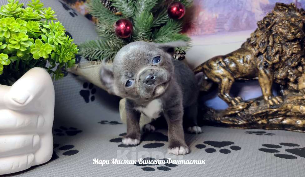 Собаки в Санкт-Петербурге: Голубого окраса щенок чихуахуа Винсент Мальчик, 100 000 руб. - фото 3