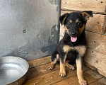Собаки в Хабаровске: Щенок  Девочка, 1 руб. - фото 1