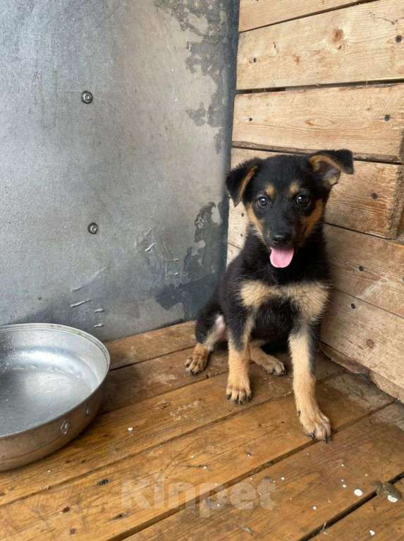 Собаки в Хабаровске: Щенок  Девочка, 1 руб. - фото 1