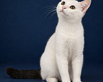 Кошки в Лобне: Котенок в добрые руки Мальчик, Бесплатно - фото 1