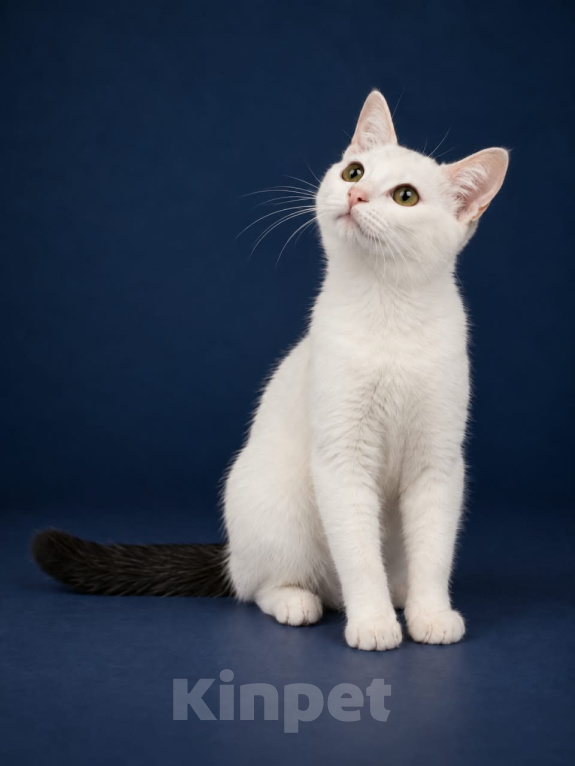 Кошки в Лобне: Котенок в добрые руки Мальчик, Бесплатно - фото 1
