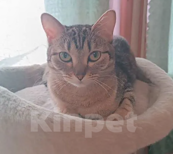 Кошки в Новосибирске: Отдам кошечку в добрые руки Девочка, Бесплатно - фото 6