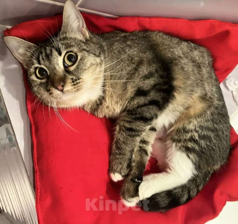 Кошки в Москве: Селин ищет семью Девочка, Бесплатно - фото 1