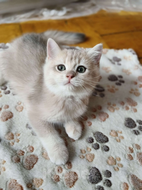 Кошки в Санкт-Петербурге: Продаются чистокровные котята британской шиншиллы Мальчик, Бесплатно - фото 6