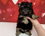 Собаки в Москве: Цветной йорк мальчик стандарт бэби фейс Мальчик, 50 000 руб. - фото 5