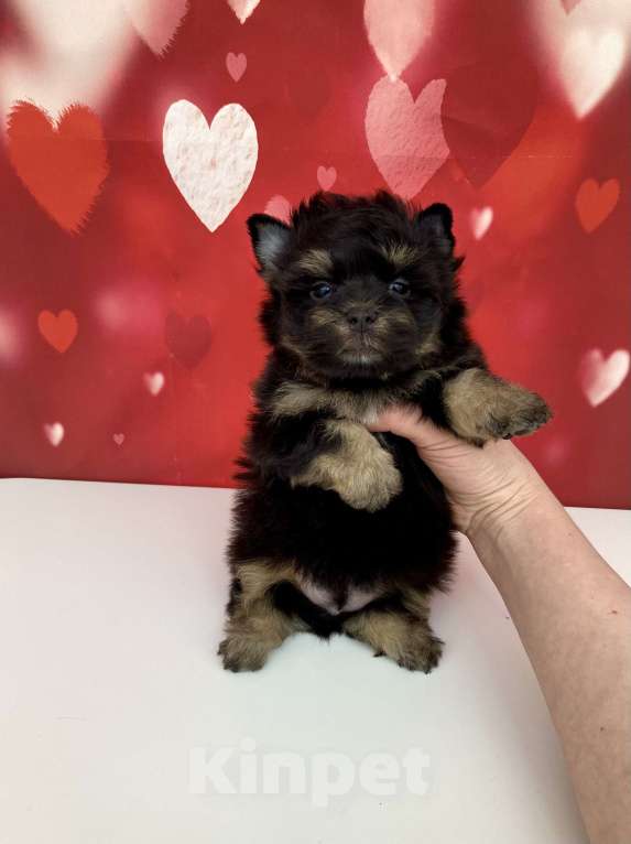 Собаки в Москве: Цветной йорк мальчик стандарт бэби фейс Мальчик, 50 000 руб. - фото 5