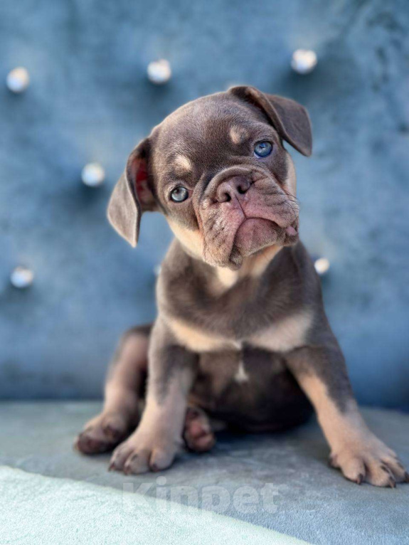 Собаки в Москве: Французский бульдог  Мальчик, 100 000 руб. - фото 3