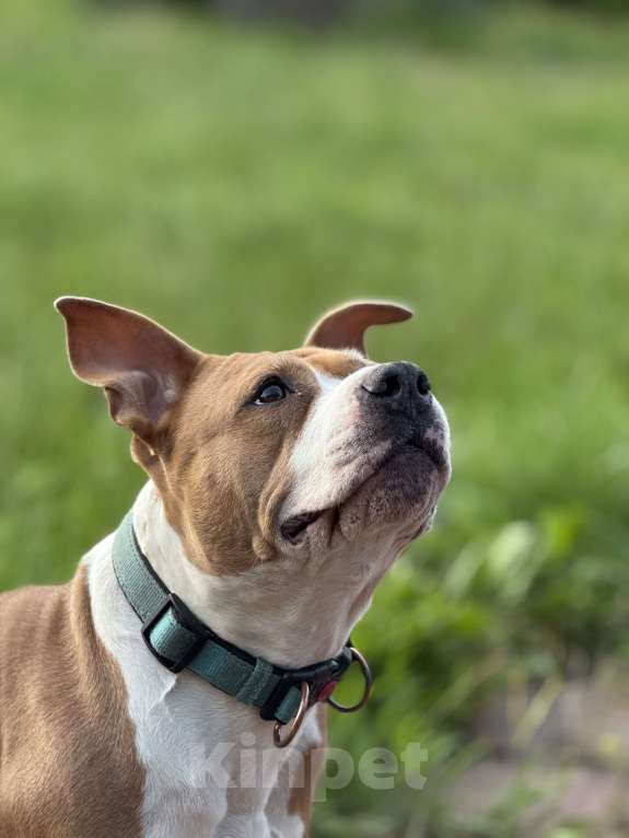 Собаки в Москве: Мудрая и нежная Дельта в поисках ДОМА. Девочка, Бесплатно - фото 3