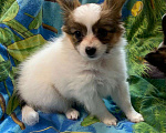 Собаки в Тихорецке: Продается щенок папийон Девочка, 25 000 руб. - фото 1