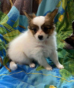 Объявление: Продается щенок папийон, 25 000 руб., Тихорецк