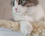 Кошки в Барнауле: Потерялась кошка!!! Девочка, 500 руб. - фото 3