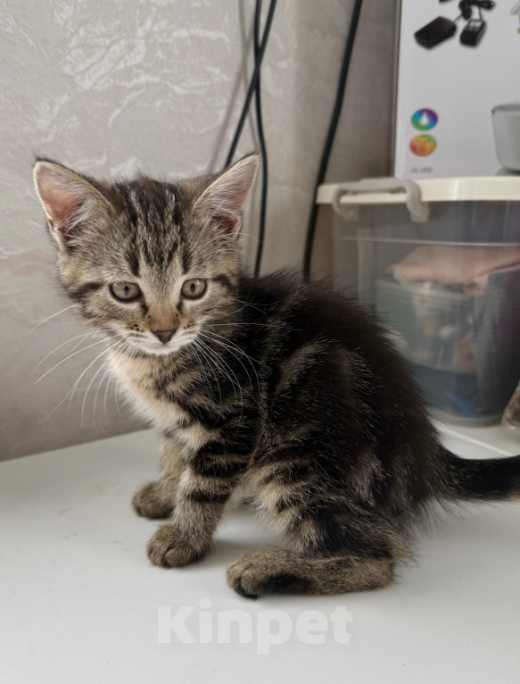 Кошки в Москве: Котенок в добрые руки Девочка, Бесплатно - фото 4