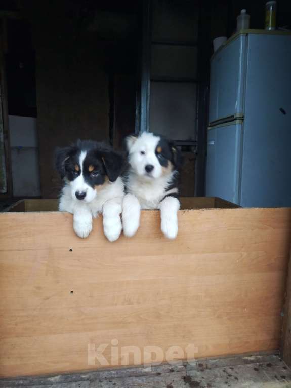 Собаки в Бикине: Очеровательная малышка  Девочка, 50 000 руб. - фото 5