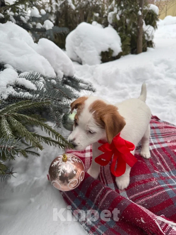 Собаки в Екатеринбурге: Породистый щенок Джек рассел терьер  Девочка, 40 000 руб. - фото 3