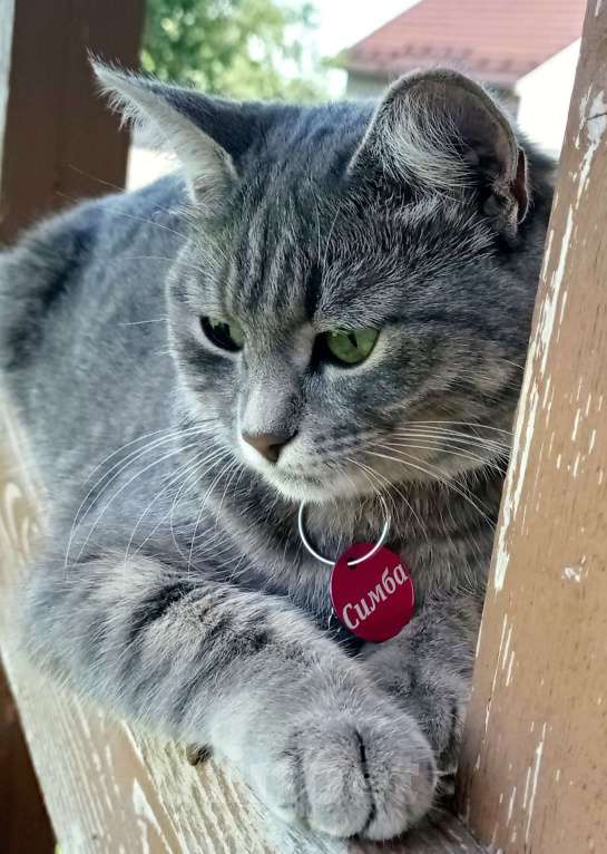 Кошки в Химках: Котята в добрые руки Девочка, 100 руб. - фото 3