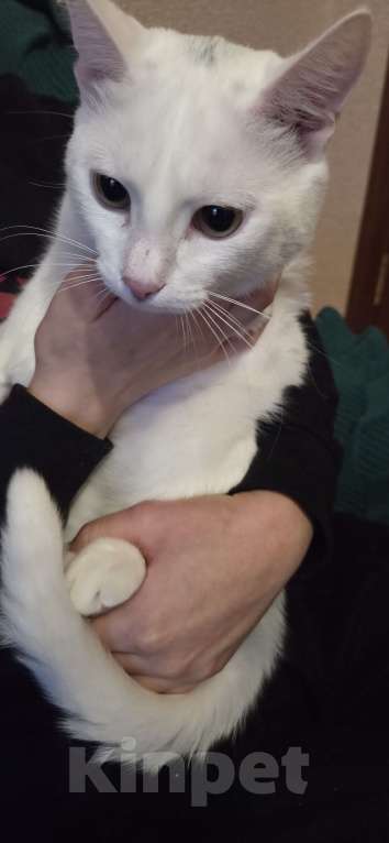 Кошки в Казани: Пиксель Мальчик, Бесплатно - фото 4