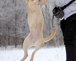 Собаки в Электростали: Джесси - очаровательная егоза в дар Девочка, Бесплатно - фото 3