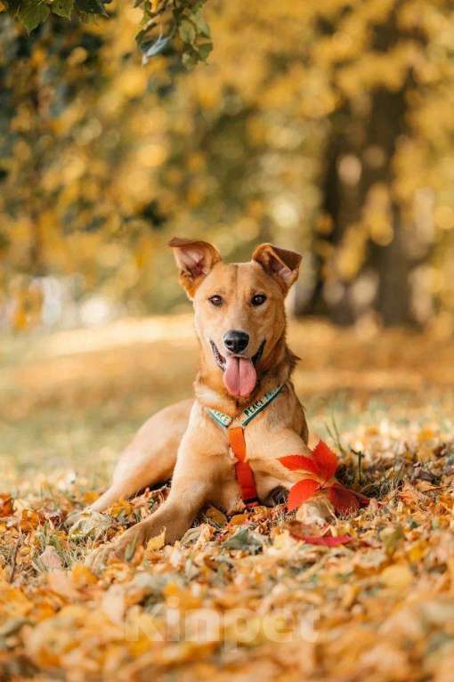 Собаки в Москве: Лион- один на миллион ♥️ Мальчик, Бесплатно - фото 6