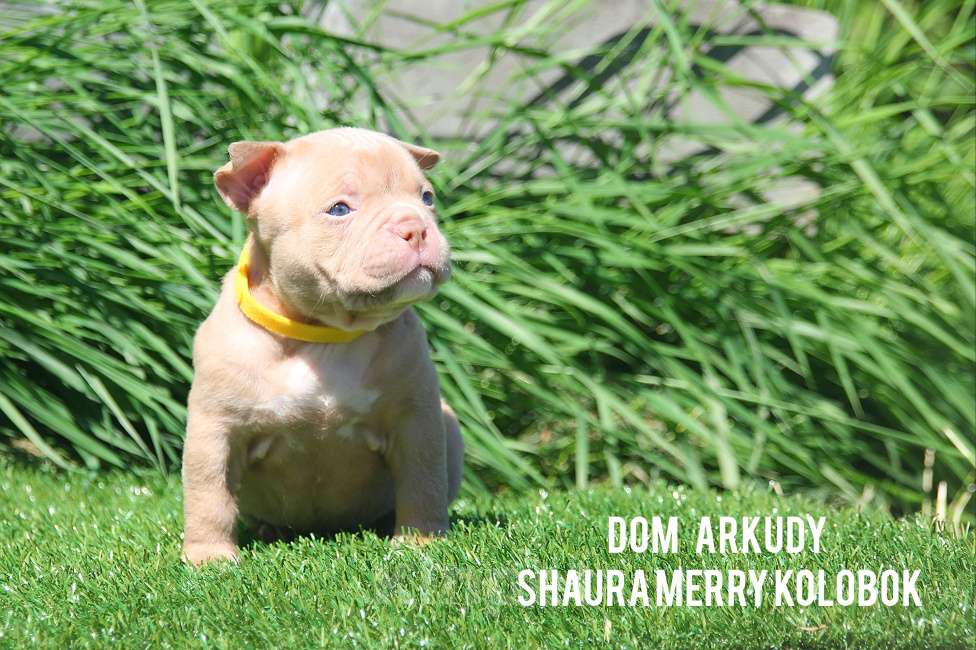 Собаки в Саратове: Очаровательнвя булочка Девочка, 100 000 руб. - фото 6