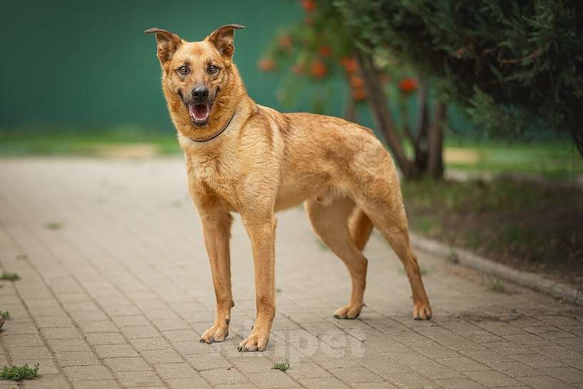 Собаки в Москве: Киоки Мальчик, Бесплатно - фото 5