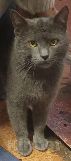 Кошки в Люберцах: Сэмик в поисках самого лучшего дома Мальчик, Бесплатно - фото 2