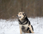 Собаки в Москве: Сладкий плюшка никак своих не нашел Мальчик, Бесплатно - фото 4