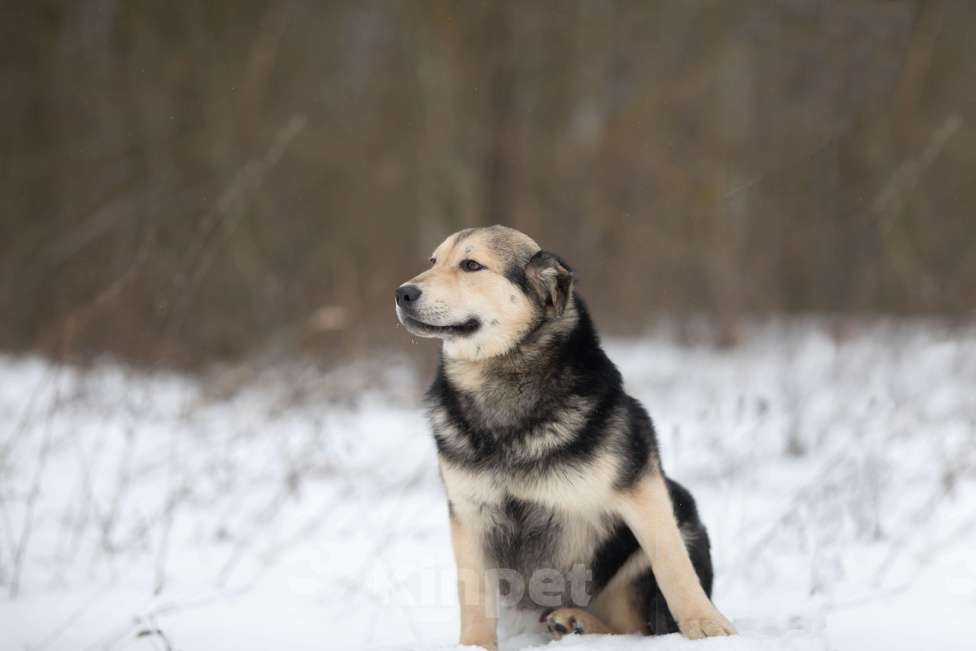 Собаки в Москве: Сладкий плюшка никак своих не нашел Мальчик, Бесплатно - фото 4
