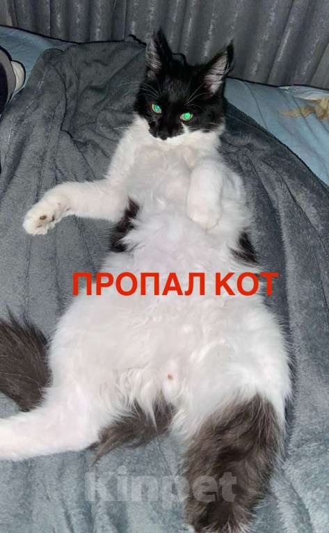 Кошки в Анапе: Пропал кот Мальчик, Бесплатно - фото 1