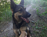 Собаки в Саратове: Собака сучка, 8 руб. - фото 1