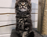 Кошки в Собинке: Котята Мейн-кун, 15 000 руб. - фото 3