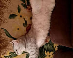 Кошки в Усть-Лабинске: Отдам в добрые руки Девочка, Бесплатно - фото 3