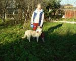 Собаки в Бронницах: Хаски ищет хозяина Девочка, Бесплатно - фото 1