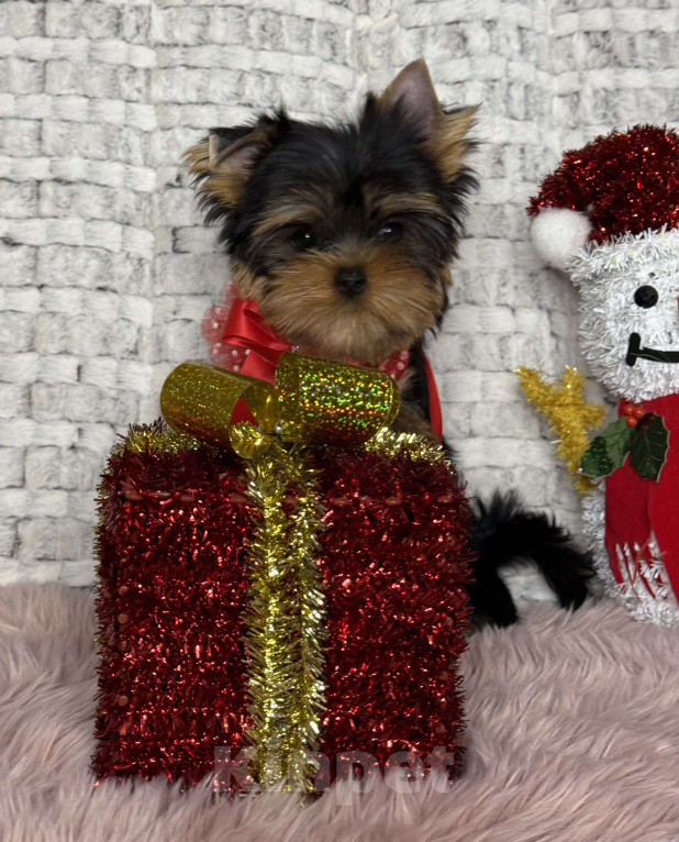 Собаки в Москве: Йоркширский терьер мальчик  Мальчик, 65 000 руб. - фото 3