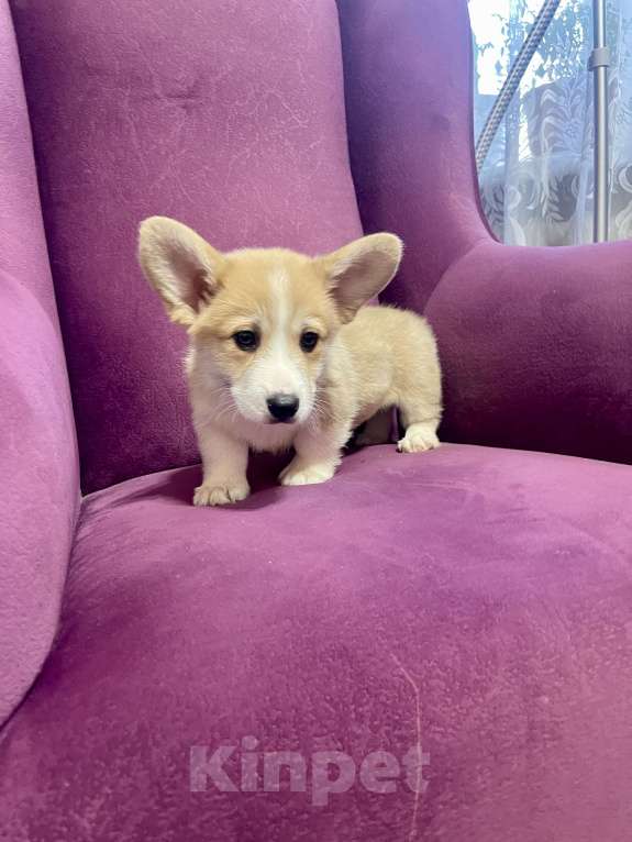 Собаки в Москве: Мальчик 2 Мальчик, 35 000 руб. - фото 2