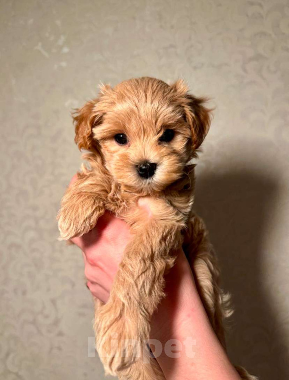 Собаки в Одинцово:  Мальтипу Мальчик, 550 000 руб. - фото 3