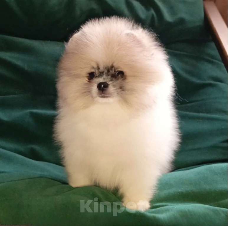 Собаки в Москве: Померанский шпиц мини мальчик Мальчик, 25 000 руб. - фото 5