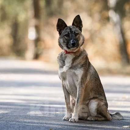 Собаки в Балашихе: замечательная девочка ищет семью  Девочка, Бесплатно - фото 2