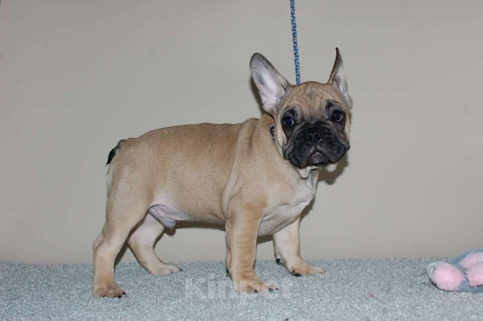 Собаки в Москве: Мальчик французского бульдога  Мальчик, 50 000 руб. - фото 1