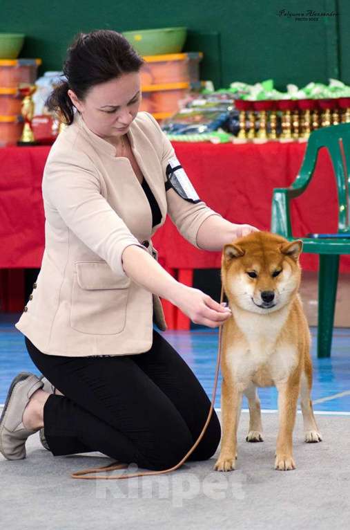 Собаки в Владимире: Сиба ину кобель чемпион вязка Мальчик, 30 000 руб. - фото 4