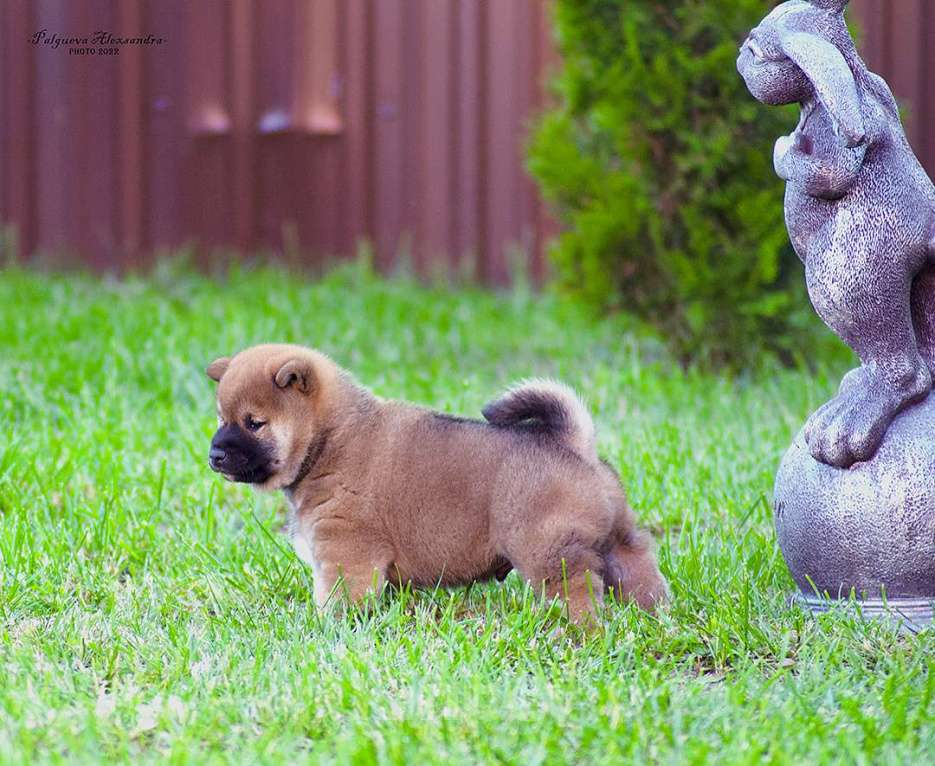 Собаки в Москве: Продаются щенки сиба ину от родителей чемпионов Мальчик, 80 000 руб. - фото 6