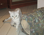 Кошки в Краснодаре: Отдам породистого котёнка даром Мальчик, Бесплатно - фото 1