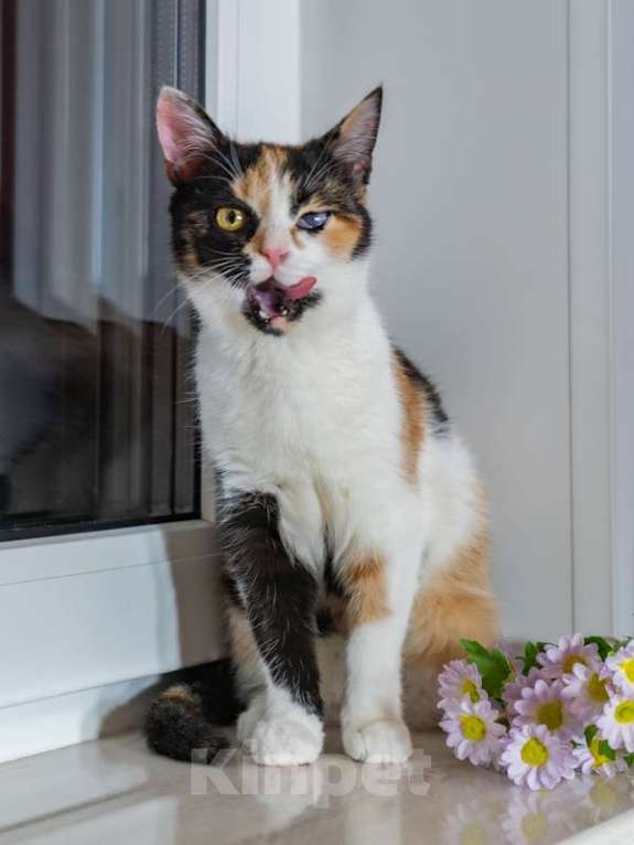 Кошки в Москве: Малышка Афина очень хочет домой Девочка, Бесплатно - фото 5