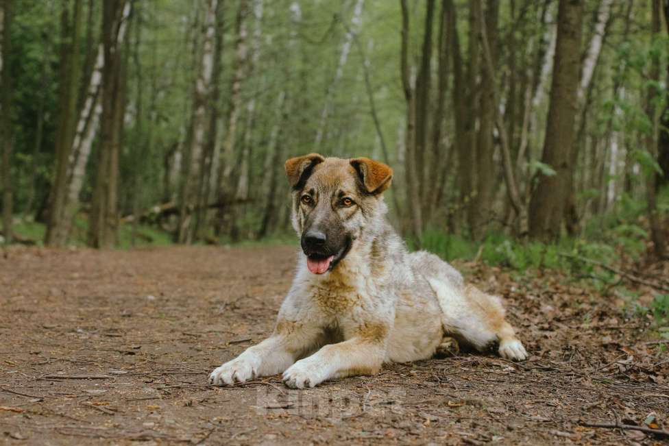 Собаки в Москве: Пенни Девочка, Бесплатно - фото 2