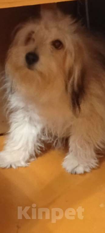 Собаки в Самаре: Продам Мальчик, 80 000 руб. - фото 4