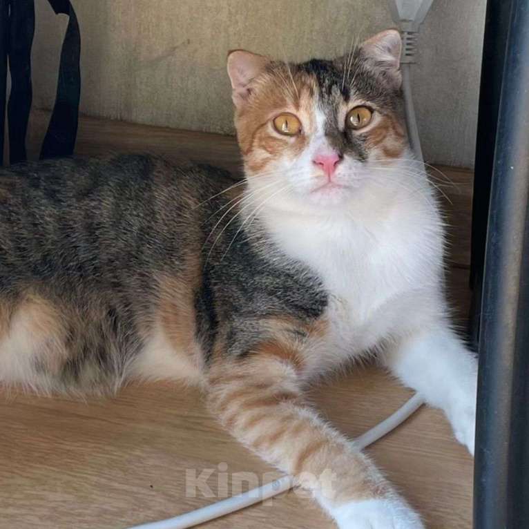 Кошки в Москве: Веснушка выкинули хозяева Девочка, Бесплатно - фото 2