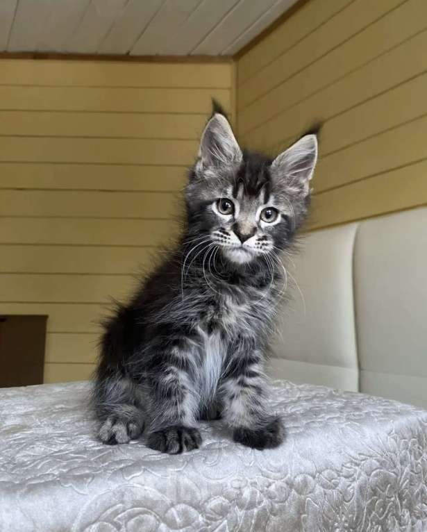 Кошки в других городах Московской области: Мейн-кун ❤️ Мальчик, 60 000 руб. - фото 6