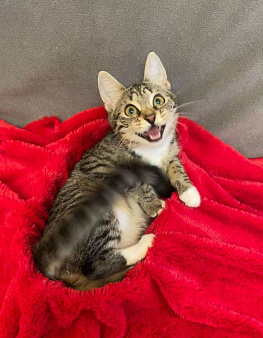 Миникошечка, крошечка Гаечка